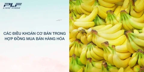 Các điều khoản cơ bản trong hợp đồng mua bán hàng hóa